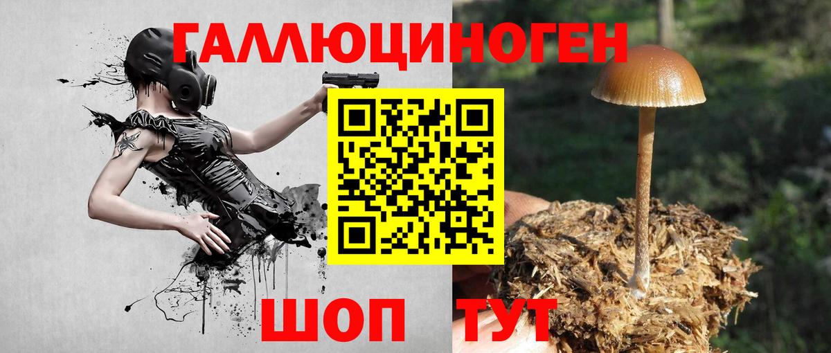 Ржев  Псилоцибиновые грибы Psilocybe  Вход с VPN 