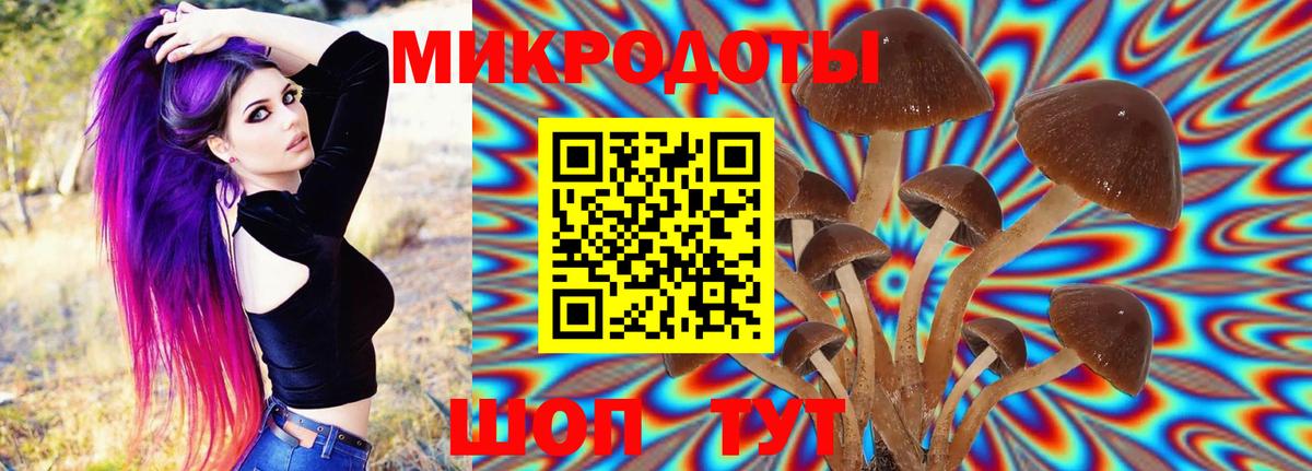 Псилоцибиновые грибы Psilocybe Ржев